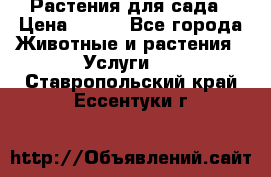 Растения для сада › Цена ­ 200 - Все города Животные и растения » Услуги   . Ставропольский край,Ессентуки г.